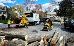 Professional Tree Services in Grandwood Park, IL