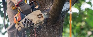 Best Stump Grinding and Removal  in Grandwood Park, IL
