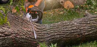Best Lawn Pest Prevention  in Grandwood Park, IL