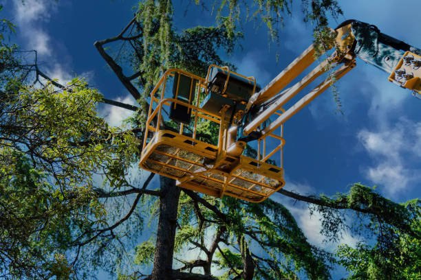 Best Emergency Tree Removal  in Grandwood Park, IL