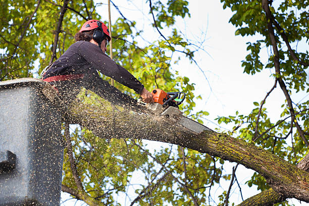 Best Root Management and Removal  in Grandwood Park, IL