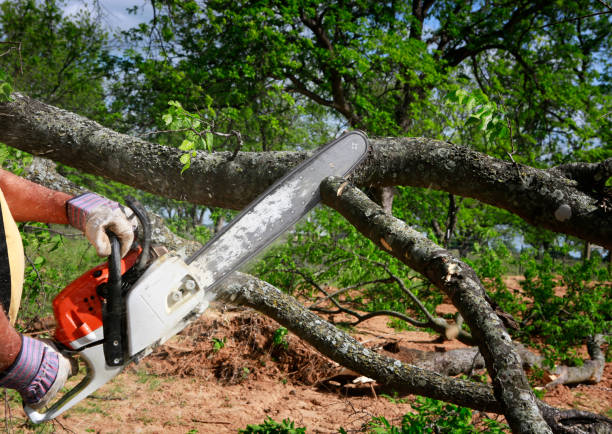 Best Fruit Tree Pruning  in Grandwood Park, IL